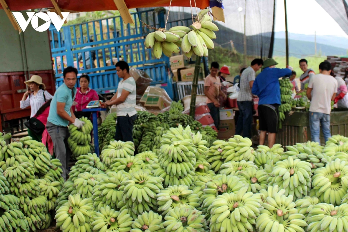 ​Vietnam among biggest banana suppliers to Japan